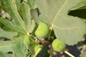 Figue Verte
