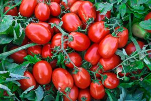 Tomates champ